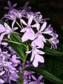 Epidendrum centropetalum flowers