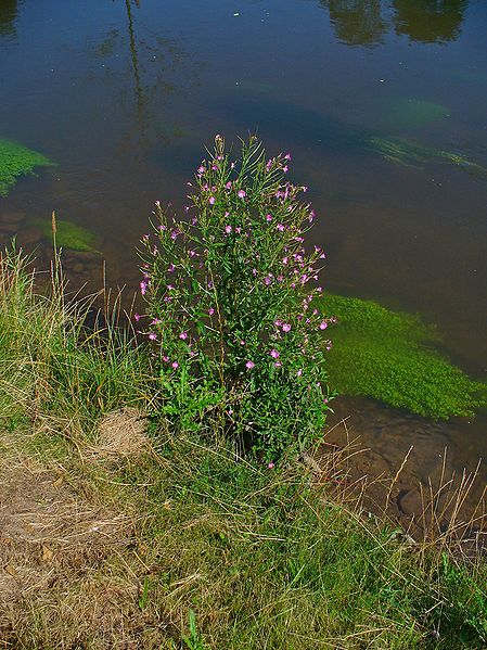 File:Epilobium montanum 001.JPG