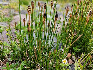 <i>Equisetum bogotense</i> Species of fern