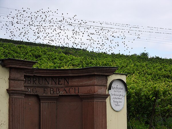 Erbacher Marcobrunn, surrounded by vineyards.