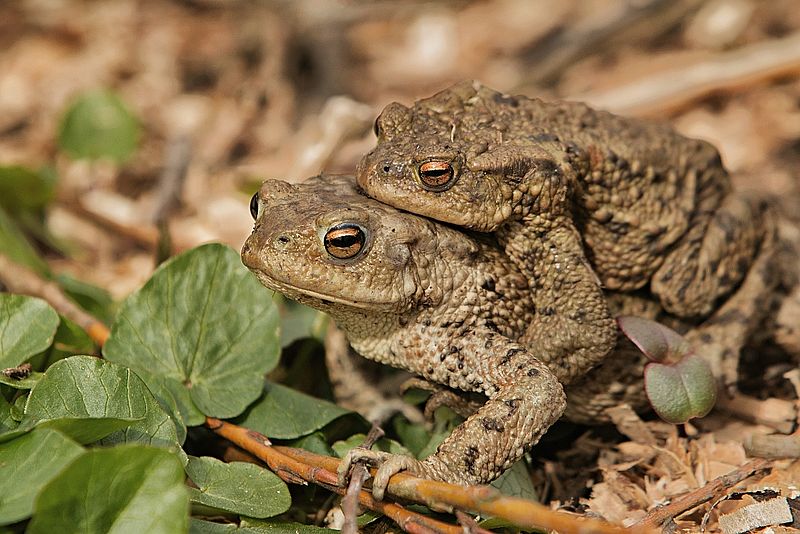 File:Erdkröten, bufo bufo.jpg