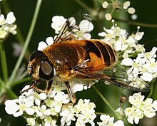 Eristalis.horticola נקבה 2..jpg