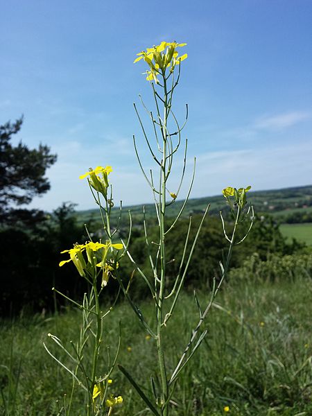 File:Erysimum diffusum sl2.jpg