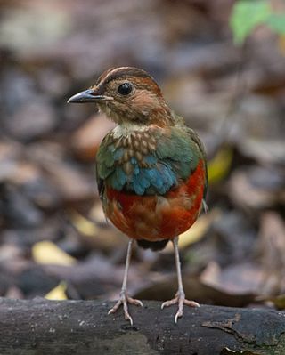 <span class="mw-page-title-main">Red-bellied pitta</span> Index of animals with the same common name