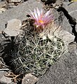 var. rosea?, Virgin Mountains, NV