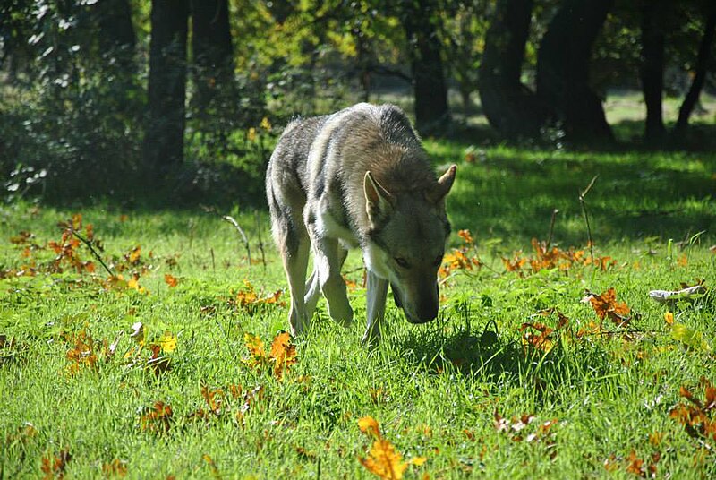 File:Eska der Tschechoslowakische Wolfhund im Wäldchen.jpg