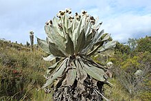 Espeletia incana en el Páramo de la Rusia, Boyacá, Colombia