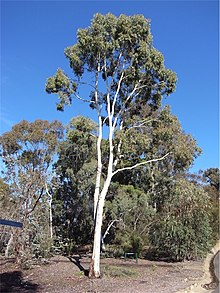 Okaliptüs argophloia habit.jpg