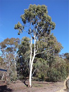 <i>Eucalyptus argophloia</i> species of plant