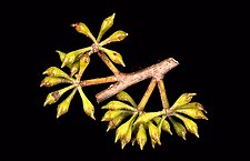 flower buds Eucalyptus fastigata buds.jpg