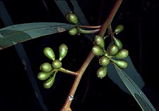 flower buds Eucalyptus laeliae buds.jpg