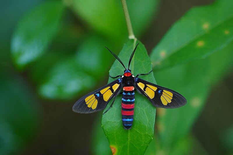 File:Euchromia elegantissima05432.jpg