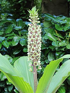 <i>Eucomis montana</i> Species of flowering plant