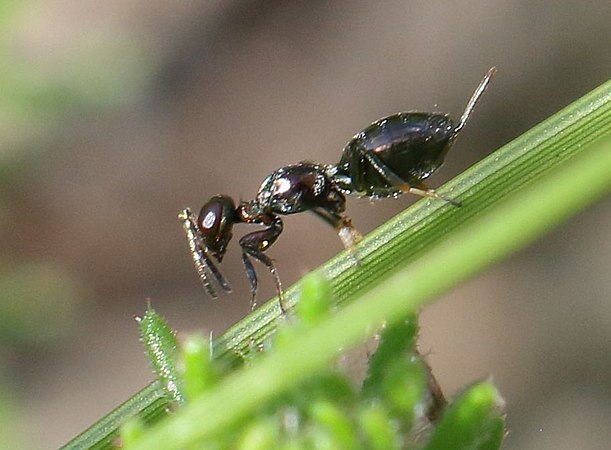 Eupelmidae sp.