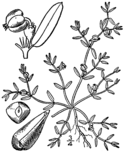 Euphorbia polygonifolia BB-1913.png