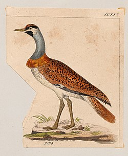 Eupodotis nuba - 1820-1860 - Print - Iconographia Zoologica - Special Collections University of Amsterdam - UBA01 IZ17200029 cropped.jpg
