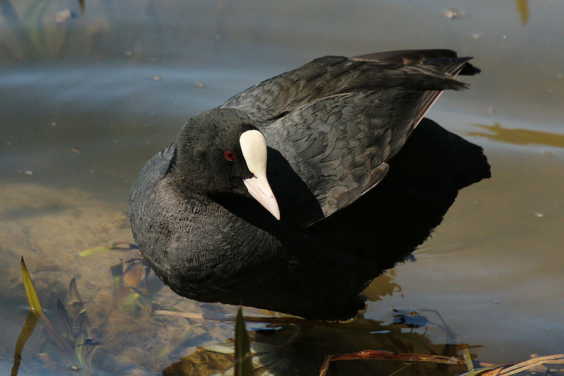 File:Eurasian coot (Fulica atra) Blenheim.jpg