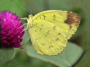 Popis obrázku Eurema blanda on flower od kadavoor.JPG.