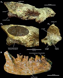 Eurotherium theriodis.jpg