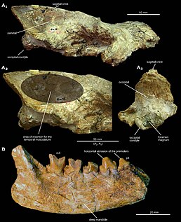 <i>Eurotherium</i> Genus of mammals (fossil)