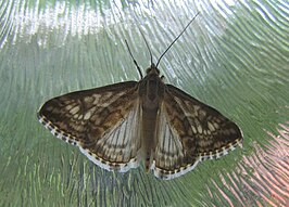 Evergestis frumentalis