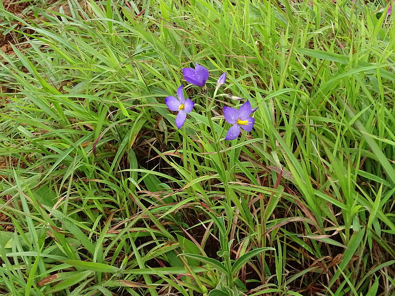 File:Exacum tetragonum 03.JPG