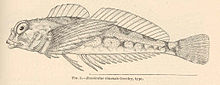 FMIB 40412 Rusciculus rimensis Greeley ، نوع. jpeg