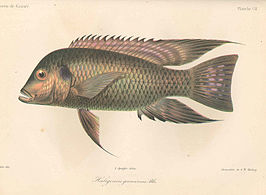 Tilapia guineensis