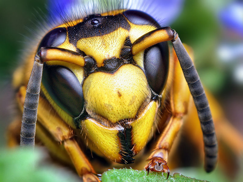 File:Face of a Southern Yellowjacket Queen (Vespula squamosa).jpg