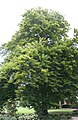 Fagus Sylvatica 'Quercifolia' in La Plante Park - Namur (Belgium).