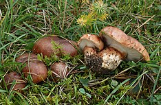 Риттерлинг Fastberingter Tricholoma batschii.jpg