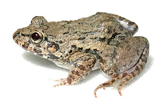 <i>Fejervarya moodiei</i> species of amphibian