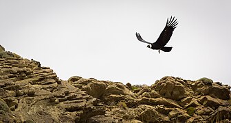 Un condor des Andes.