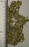 Foeniculum vulgare