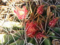 Ferocactus echidne v. rhodanthus (5776817609).jpg