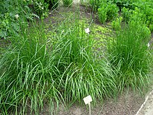 Festuca arundinacea - Berlin Botanical Garden - IMG 8655.JPG