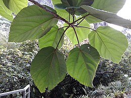 Feuilles de Ficus auriculata.