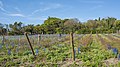 * Nomination Field worker's near the Maguelone Cathedral. Villeneuve-lès-Maguelone, Hérault, France. --Christian Ferrer 06:21, 14 December 2015 (UTC) * Promotion Good quality. --Jacek Halicki 13:42, 14 December 2015 (UTC)