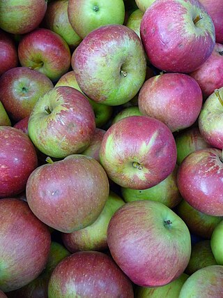 <span class="mw-page-title-main">Fiesta (apple)</span> Apple cultivar