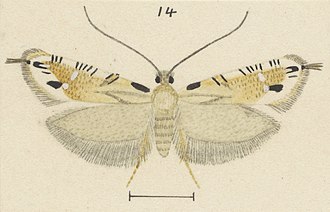 Illustration of E. decoranda by George Hudson. Fig 14 MA I437913 TePapa Plate-LII-The-butterflies full (cropped).jpg