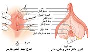 صورة مصغرة لـ شفران كبيران