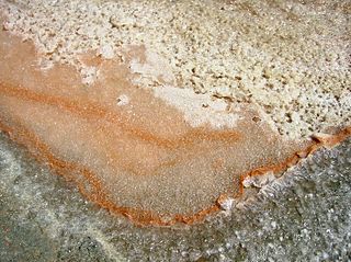 <i>Fleur de sel</i> Type of sea salt, used as a garnish