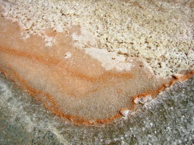 A pink coloured halophile in sea salt, with gray-black rock beneath