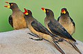 Flickr - Rainbirder - Yellow-billed Oxpeckers (Buphagus africanus).jpg