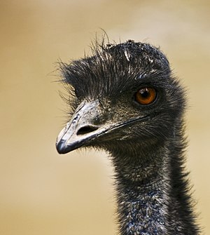 An emu