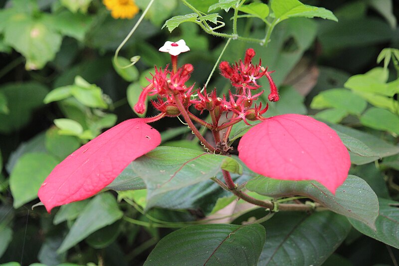 File:Flore de la reserve de Agou 04.jpg