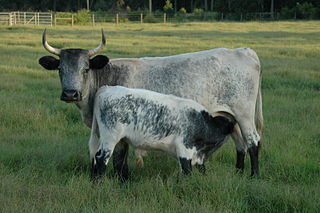 <span class="mw-page-title-main">Florida Cracker cattle</span> American breed of cattle