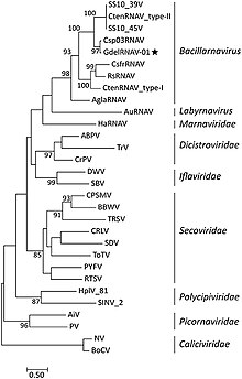 Phylogenetic tree of representative viruses from order Picornavirales Fmicb-09-03235-g008.jpg