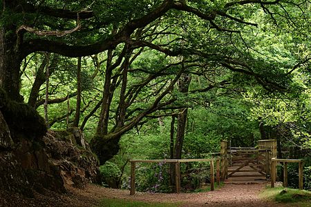 Footbridge at Gill Force in Eskdale, western Lake District National Park, Cumbria, England