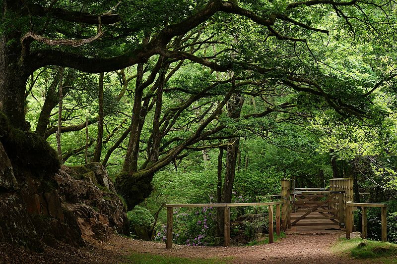 File:Footbridge at Gill Force in Eskdale, Cumbria.jpg